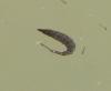 Stratiomys longicornis
